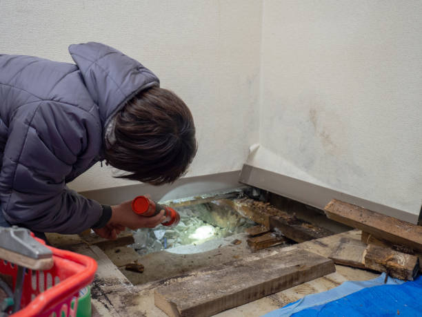 Best Emergency Mold Remediation  in Alpharetta, GA