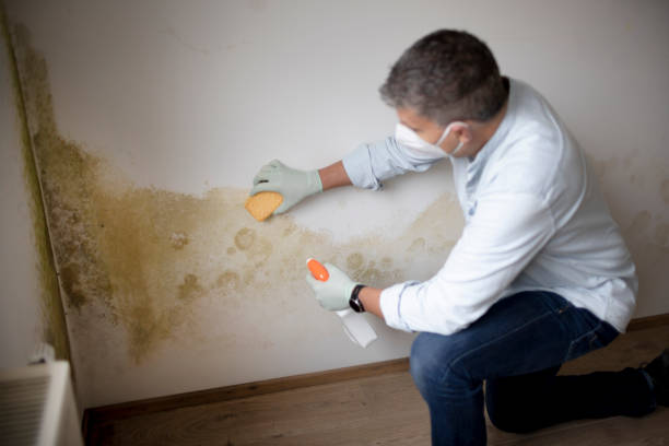 Best Comprehensive Air Testing for Mold Contaminants  in Alpharetta, GA