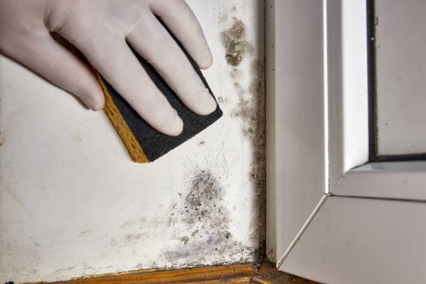 Best Black Mold Removal  in Alpharetta, GA